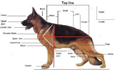 Becky is no longer a baby ='( LOL What do you think of her ... dog withers diagram 